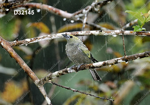 Palm Tanager (Thraupis palmarum)